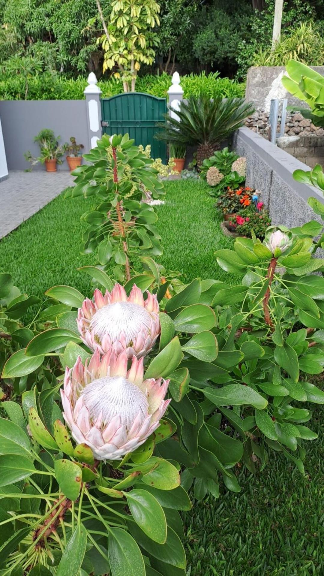 Casa Ventura Villa Arco da Calheta  Dış mekan fotoğraf